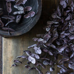 Faux Plum Eucalypts